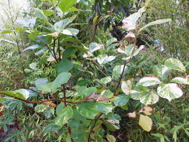 Magnolia denudata 'McCracken's Variegated' 
