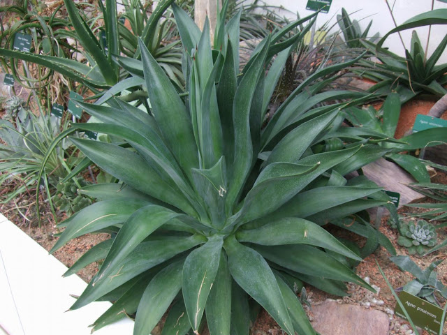 Agave desmettiana