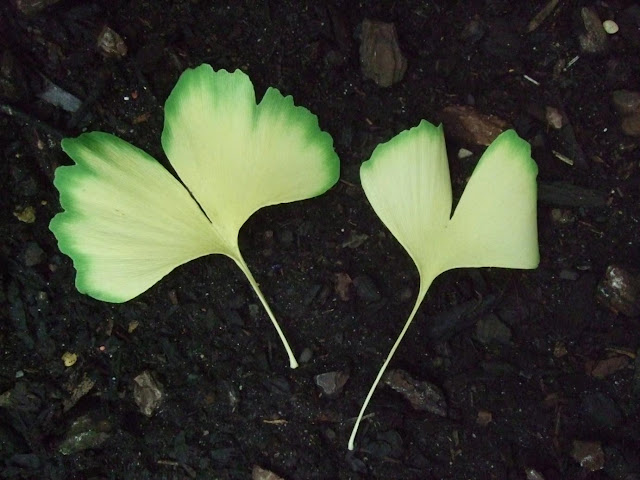 Ginkgo biloba leaves