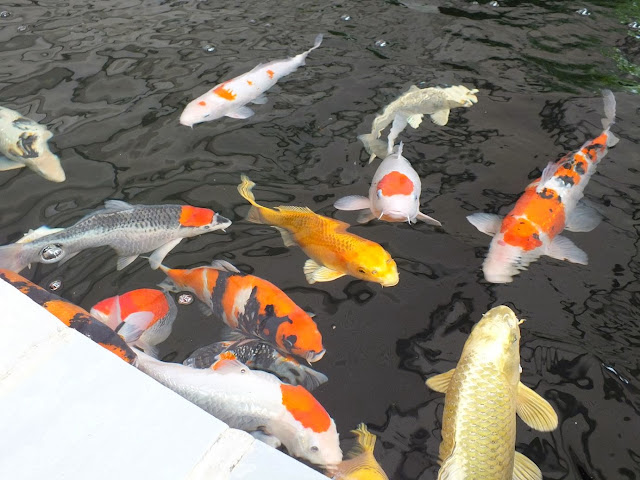Koi Pond